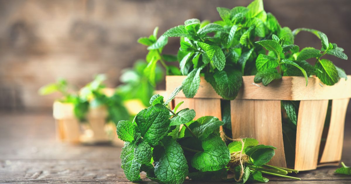 Mint Flavor Trends | abelei Flavors.
