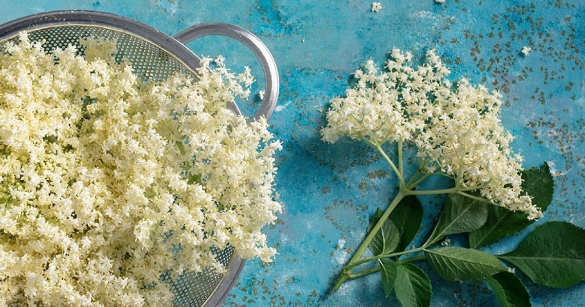 Elderflower Flavor & its Trending Emergence | Abelei