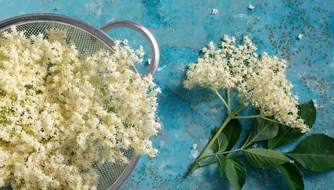 Elderflower Flavor & its Trending Emergence | Abelei