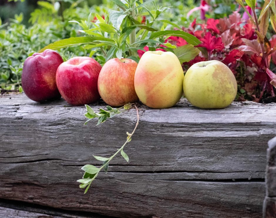 25 Types of Apples to Try This Fall – PureWow